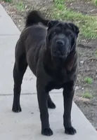 Black girl, a female Chinese Shar-Pei for sale in Topeka, KS – 2 of 10