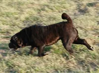 Black girl, a female Chinese Shar-Pei for sale in Topeka, KS – Photo 3 of 7
