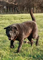 Black girl, a female Chinese Shar-Pei for sale in Topeka, KS – Photo 7 of 7