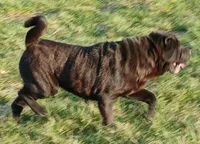 Black girl, a female Chinese Shar-Pei for sale in Topeka, KS – Photo 2 of 7