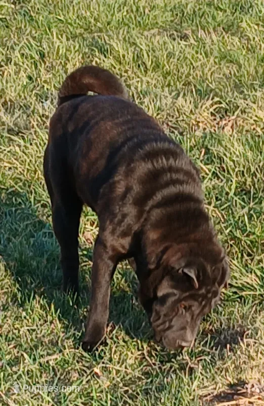 Black girl – Chinese Shar-Pei puppy for sale in Topeka, KS