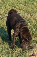 Black girl, a female Chinese Shar-Pei for sale in Topeka, KS – Photo 1 of 7
