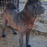 Black girl, a female Chinese Shar-Pei for sale in Topeka, KS – Photo 8 of 8
