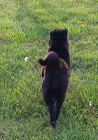 Black girl, a female Chinese Shar-Pei for sale in Topeka, KS – 7 of 10