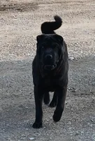 Black girl, a female Chinese Shar-Pei for sale in Topeka, KS – 3 of 10