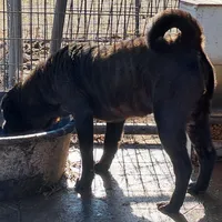 Black girl, a female Chinese Shar-Pei for sale in Topeka, KS – Photo 4 of 8