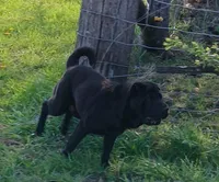 Black girl, a female Chinese Shar-Pei for sale in Topeka, KS – 6 of 10