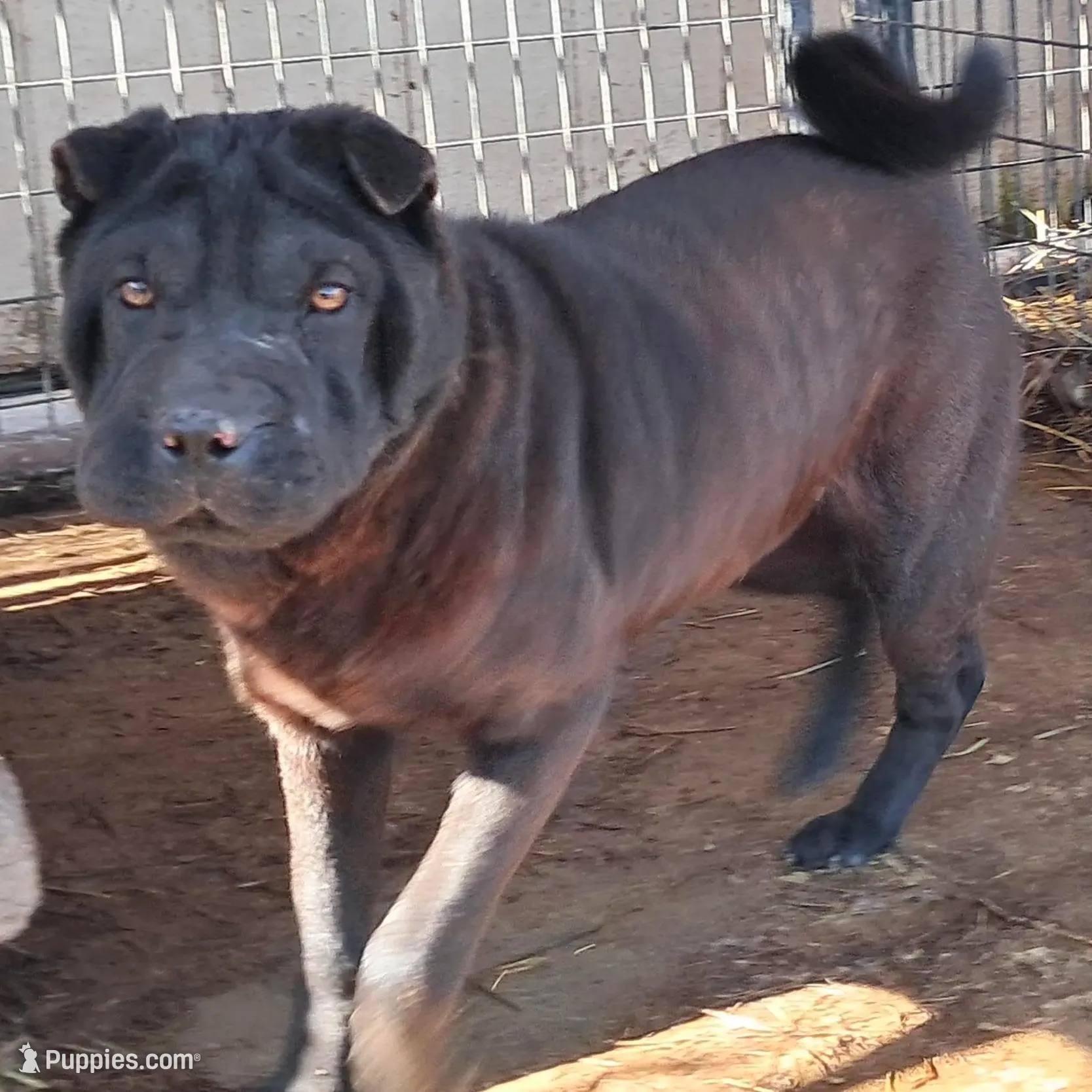 Black girl, a female Chinese Shar-Pei for sale in Topeka, KS – Photo 2 of 8
