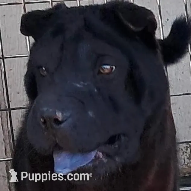 Black girl, a female Chinese Shar-Pei for sale in Topeka, KS – Photo 5 of 8
