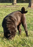 Black girl, a female Chinese Shar-Pei for sale in Topeka, KS – Photo 5 of 7