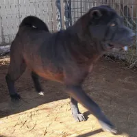 Black girl, a female Chinese Shar-Pei for sale in Topeka, KS – Photo 6 of 8