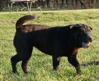 Black girl, a female Chinese Shar-Pei for sale in Topeka, KS – Photo 4 of 7