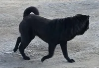 Black girl, a female Chinese Shar-Pei for sale in Topeka, KS – 4 of 10
