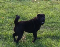 Black girl, a female Chinese Shar-Pei for sale in Topeka, KS – 5 of 10