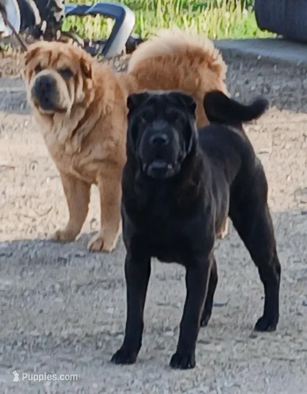 Black girl – Chinese Shar-Pei puppy for sale in Topeka, KS