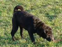 Black girl, a female Chinese Shar-Pei for sale in Topeka, KS – Photo 6 of 7