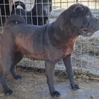 Black girl, a female Chinese Shar-Pei for sale in Topeka, KS – Photo 7 of 8