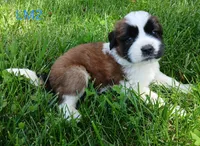 L. Male 2, a male Saint Bernard for sale in Topeka, KS – 1 of 6