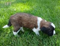 L. Female 1, a female Saint Bernard for sale in Topeka, KS – 5 of 8