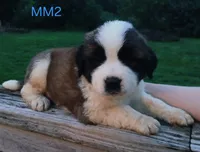 M. Male 2 HOLD, a male Saint Bernard for sale in Topeka, KS – 8 of 10