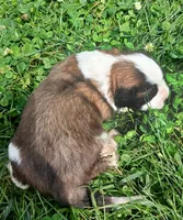Female 2, a female Saint Bernard for sale in Topeka, KS – 4 of 4