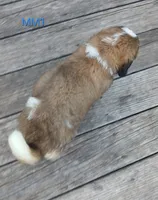 M. Male 1 HOLD, a male Saint Bernard for sale in Topeka, KS – 8 of 8