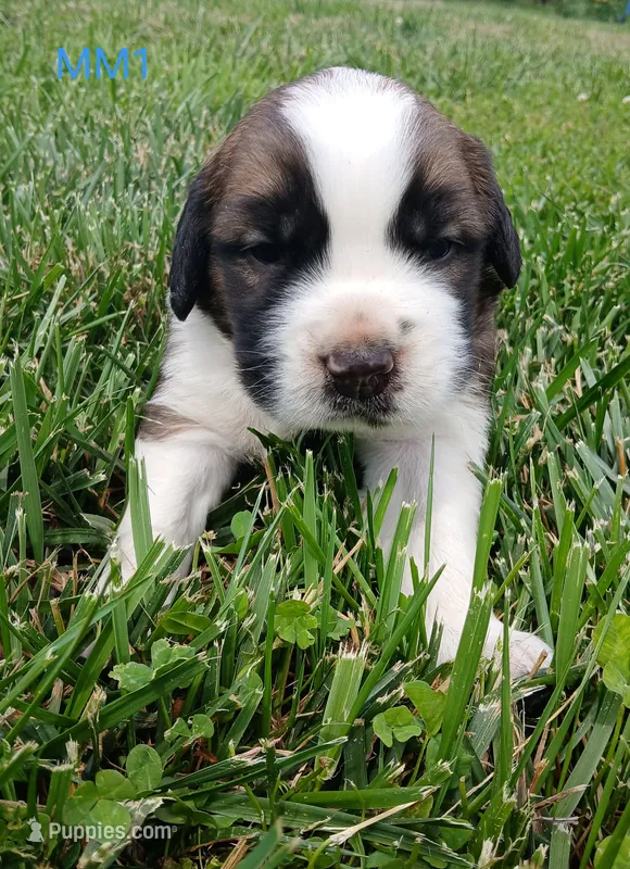 M. Male 1, a male Saint Bernard for sale in Topeka, KS – 1 of 5