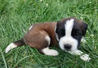 Male 5 HOLD, a male Saint Bernard for sale in Topeka, KS – 1 of 4