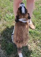 M. Female 2, a female Saint Bernard for sale in Topeka, KS – 9 of 9