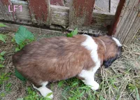 L. Female 1, a female Saint Bernard for sale in Topeka, KS – 6 of 8