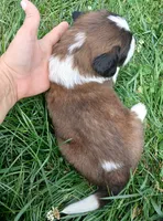 Male 5 HOLD, a male Saint Bernard for sale in Topeka, KS – 3 of 4