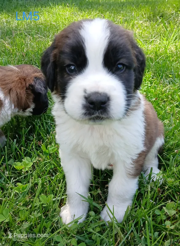 L. Male 5 HOLD – Saint Bernard puppy for sale in Topeka, KS