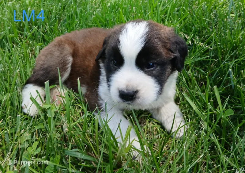 L. Male 4 – Saint Bernard puppy for sale in Topeka, KS