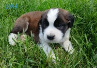 L. Male 4, a male Saint Bernard for sale in Topeka, KS – 1 of 3