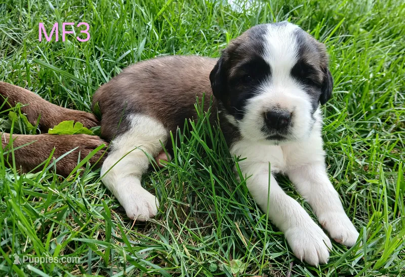 M Female 3 HOLD, a female Saint Bernard for sale in Topeka, KS – 1 of 7