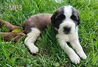 M Female 3 HOLD, a female Saint Bernard for sale in Topeka, KS – 1 of 7