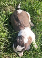 Male 3, a male Saint Bernard for sale in Topeka, KS – Photo 3 of 5