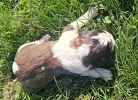Male 3, a male Saint Bernard for sale in Topeka, KS – Photo 5 of 5