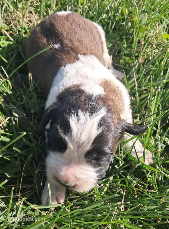 Male 3 – Saint Bernard puppy for sale in Topeka, KS