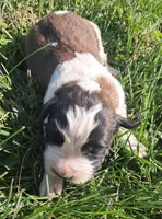 Male 3, a male Saint Bernard for sale in Topeka, KS – Photo 1 of 5