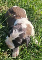 Male 3, a male Saint Bernard for sale in Topeka, KS – Photo 2 of 5