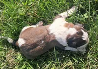 Male 3, a male Saint Bernard for sale in Topeka, KS – Photo 4 of 5