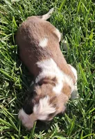 Male 2, a male Saint Bernard for sale in Topeka, KS – Photo 1 of 5