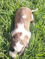Male 2, a male Saint Bernard for sale in Topeka, KS – Photo 4 of 5