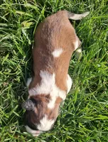 Male 2, a male Saint Bernard for sale in Topeka, KS – Photo 3 of 5