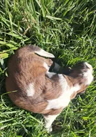 Male 2, a male Saint Bernard for sale in Topeka, KS – Photo 2 of 5