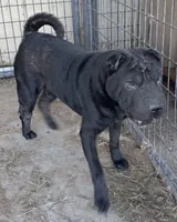 Midnight, a male Miniature Shar-Pei for sale in Topeka, KS – 2 of 2