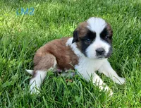 L. Male 2, a male Saint Bernard for sale in Topeka, KS – 4 of 6