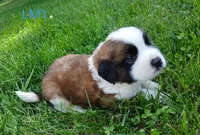 L. Male 1, a male Saint Bernard for sale in Topeka, KS – 6 of 6