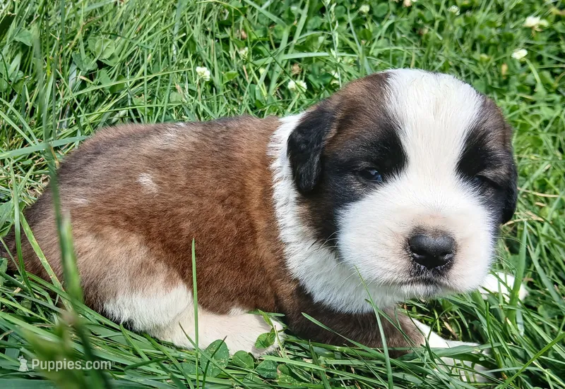 Male 1 – Saint Bernard puppy for sale in Topeka, KS